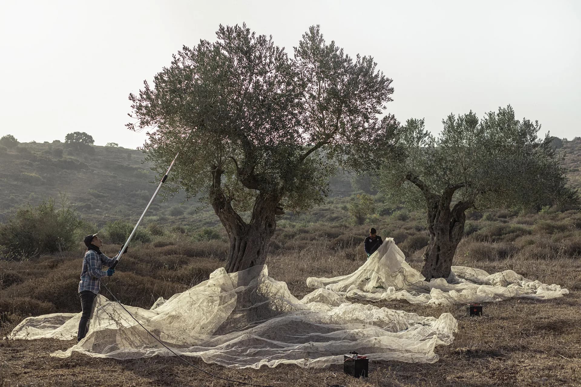 Olive Oil First Harvest 2024